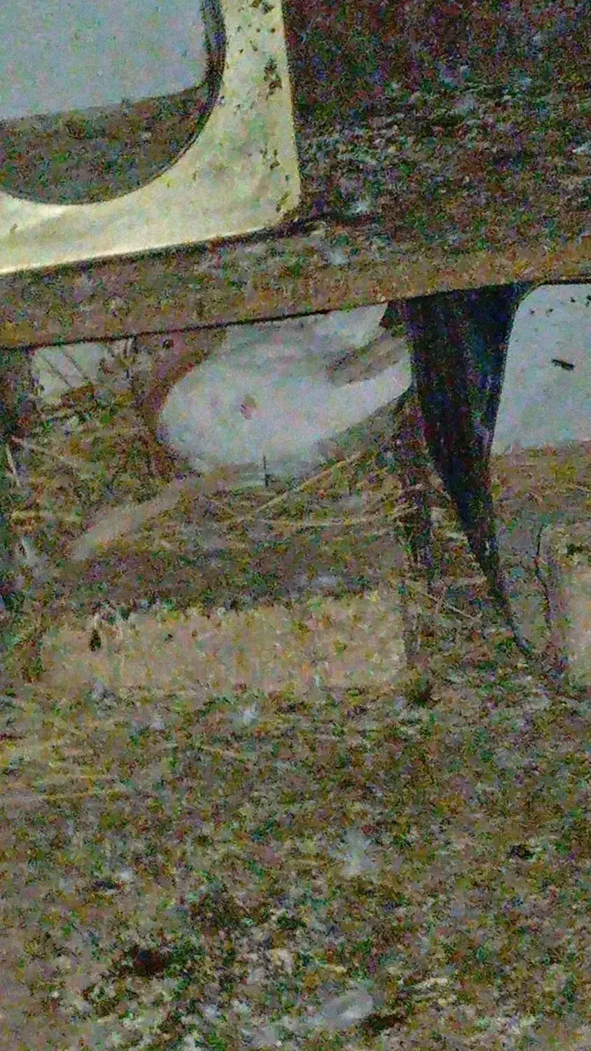 کبوتر کله زر|پرنده|آباده, |دیوار