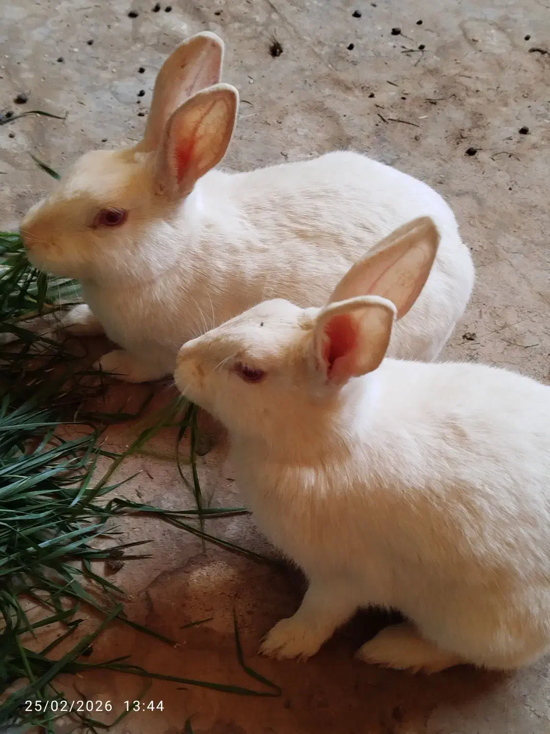 خرگوش|موش و خرگوش|یزد, |دیوار