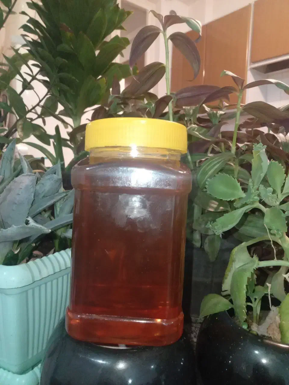 عسل اورگانیک|خوردنی و آشامیدنی|مهاجران, |دیوار