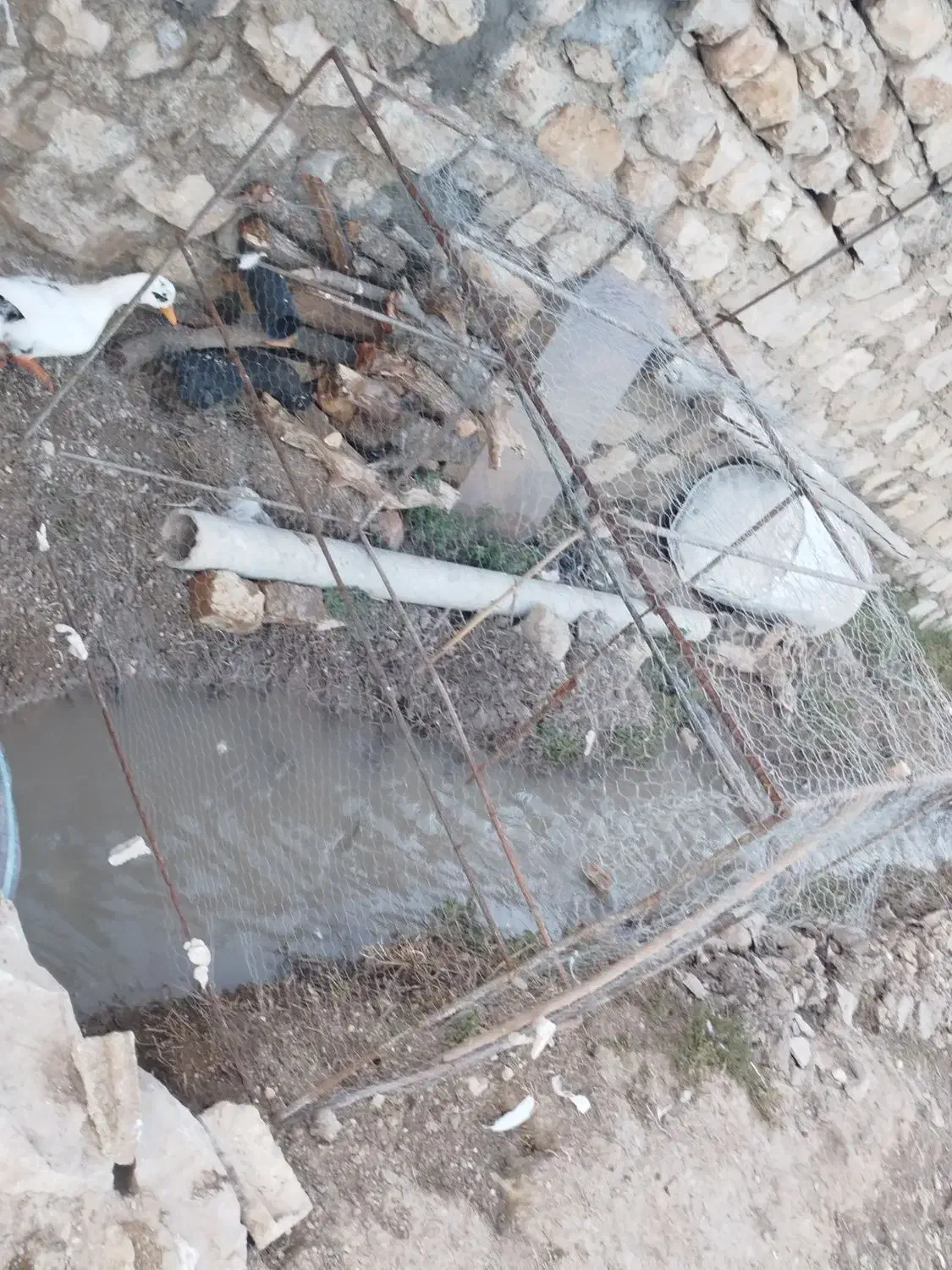 قفس|لوازم جانبی حیوانات|سرپل ذهاب, |دیوار