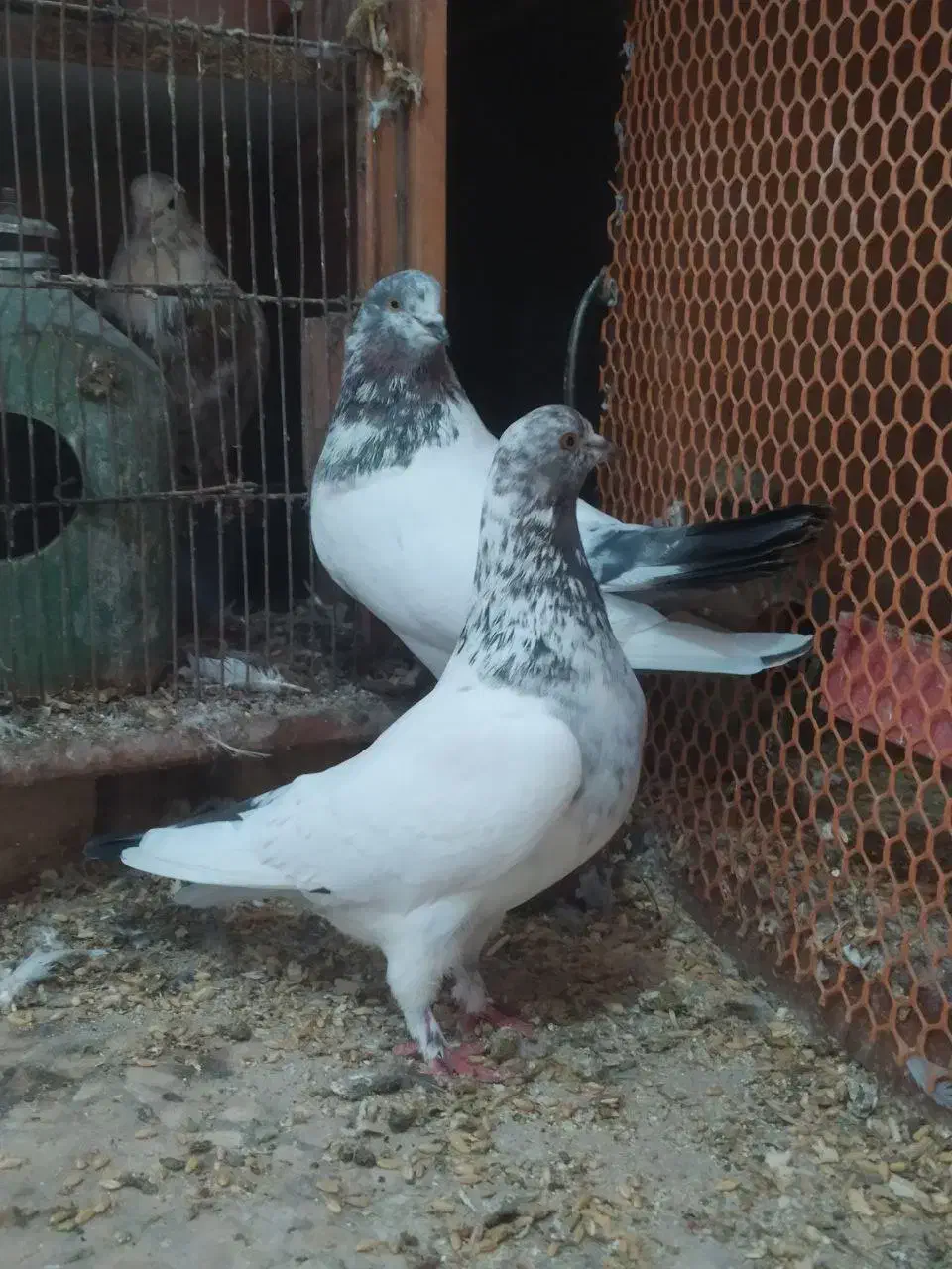 11عدد کفتر پرشی|پرنده|خلخال, |دیوار