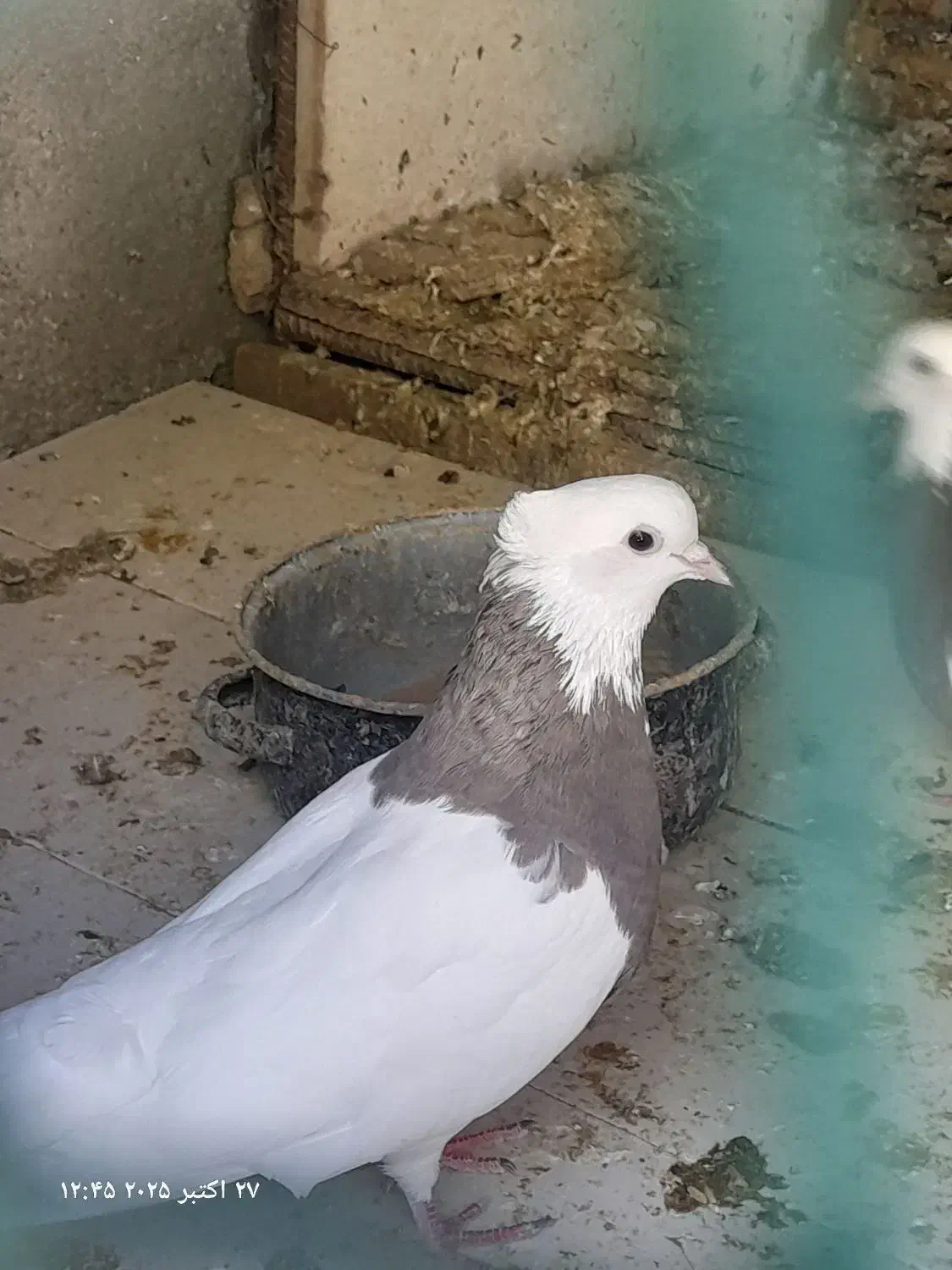 ۱۴۰۰۰۰۰|پرنده|آغاجاری, |دیوار