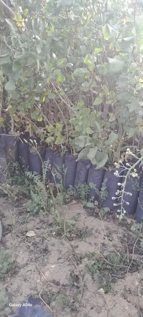 فروش ویژه نهال پسته|خدمات باغبانی و درختکاری|شاهین‌شهر, بنیاد ازدواج|دیوار