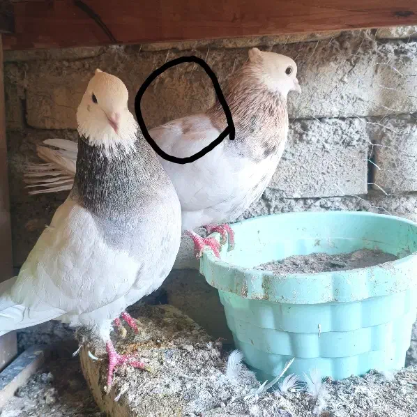 طوقی|پرنده|یزد, |دیوار