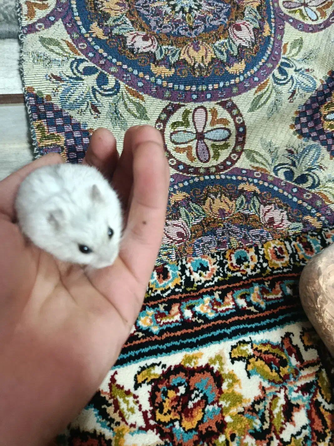 همستر|موش و خرگوش|چهارباغ, |دیوار