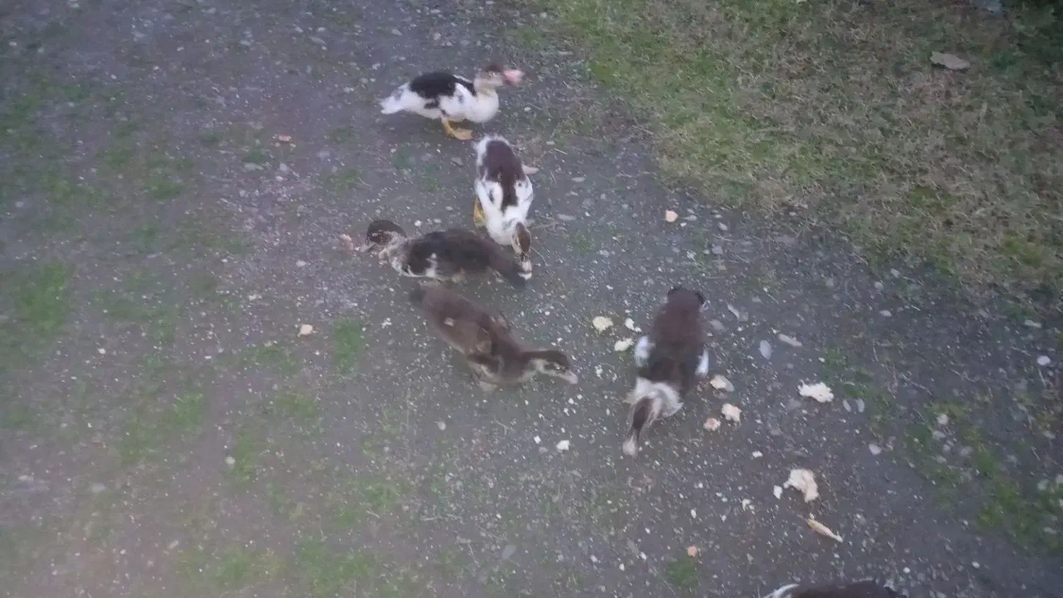 جوجه اردک اسرائیلی|حیوانات مزرعه|اسالم, |دیوار