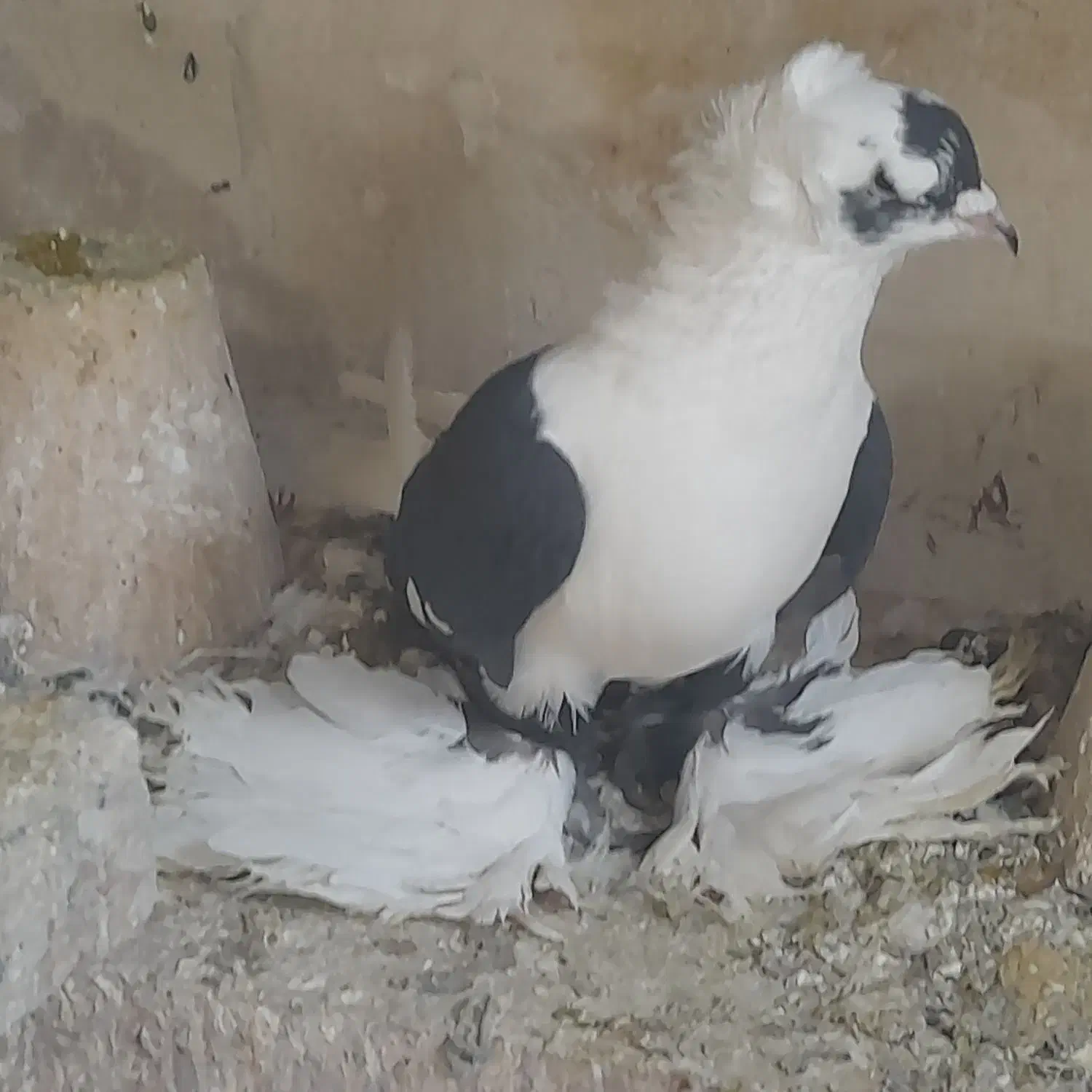 ۱۰ تا کبوتر|پرنده|تبریز, |دیوار