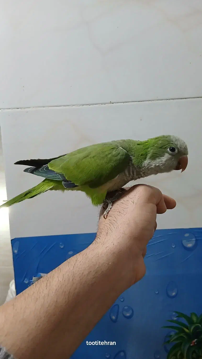 راهب سبز رام و سخنگو|پرنده|تهران, یافت آباد جنوبی|دیوار