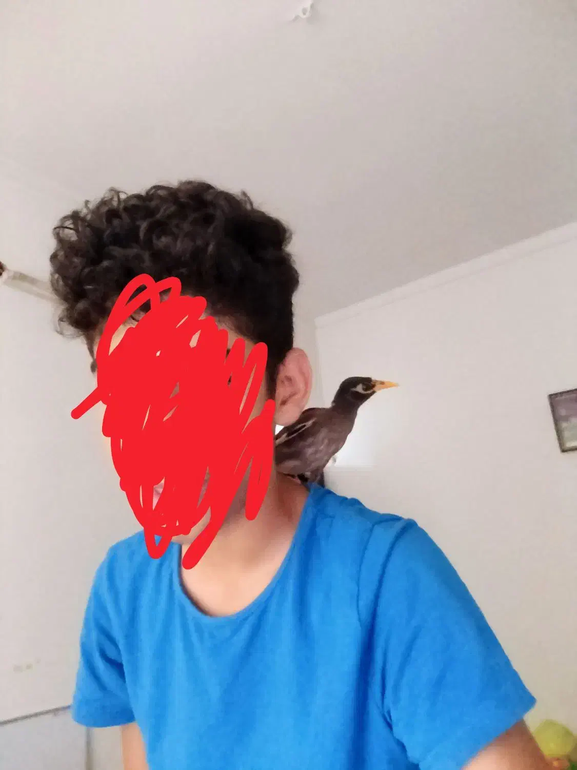 مرغ مینا|پرنده|قائم‌شهر, |دیوار