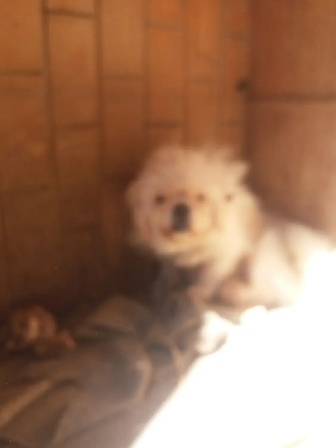 پیکینینزشیتزوی نر|سگ|مرزن‌آباد, |دیوار