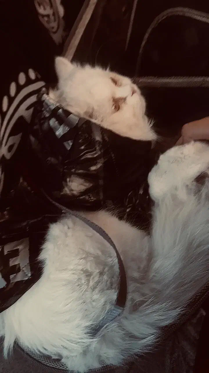 گربه|گربه|ملارد, |دیوار