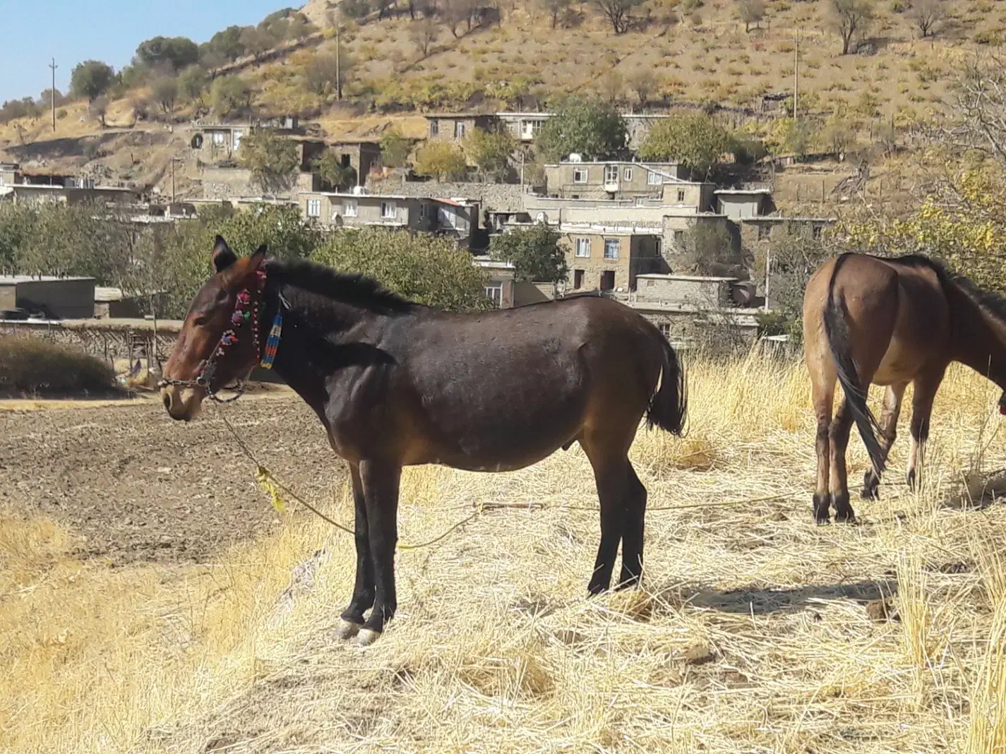 قاطر فروشی|حیوانات مزرعه|نمشیر, |دیوار