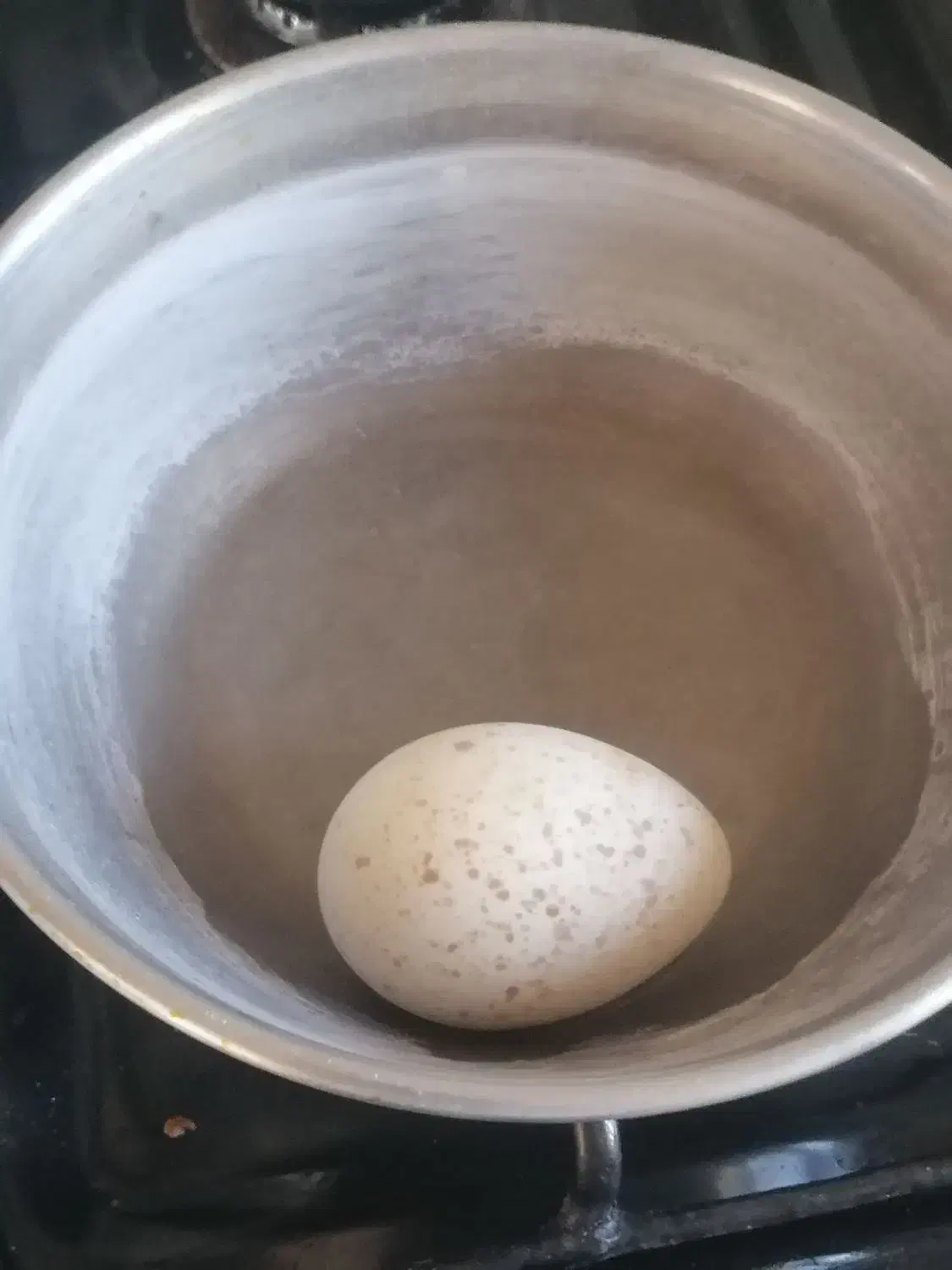 تخم  بوقلمون|حیوانات مزرعه|گنبد کاووس, |دیوار