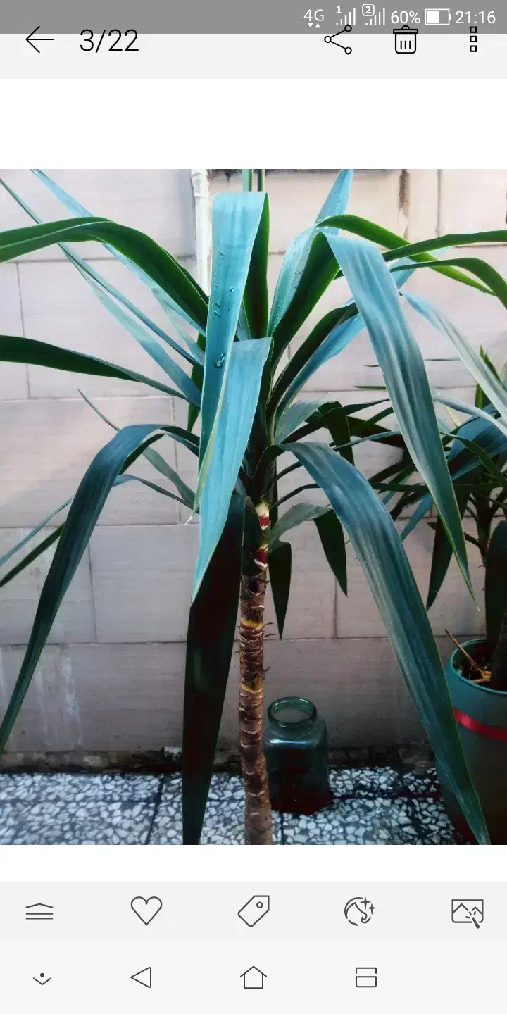 گل یوکا|گل و گیاه طبیعی|رشت, دیانتی|دیوار