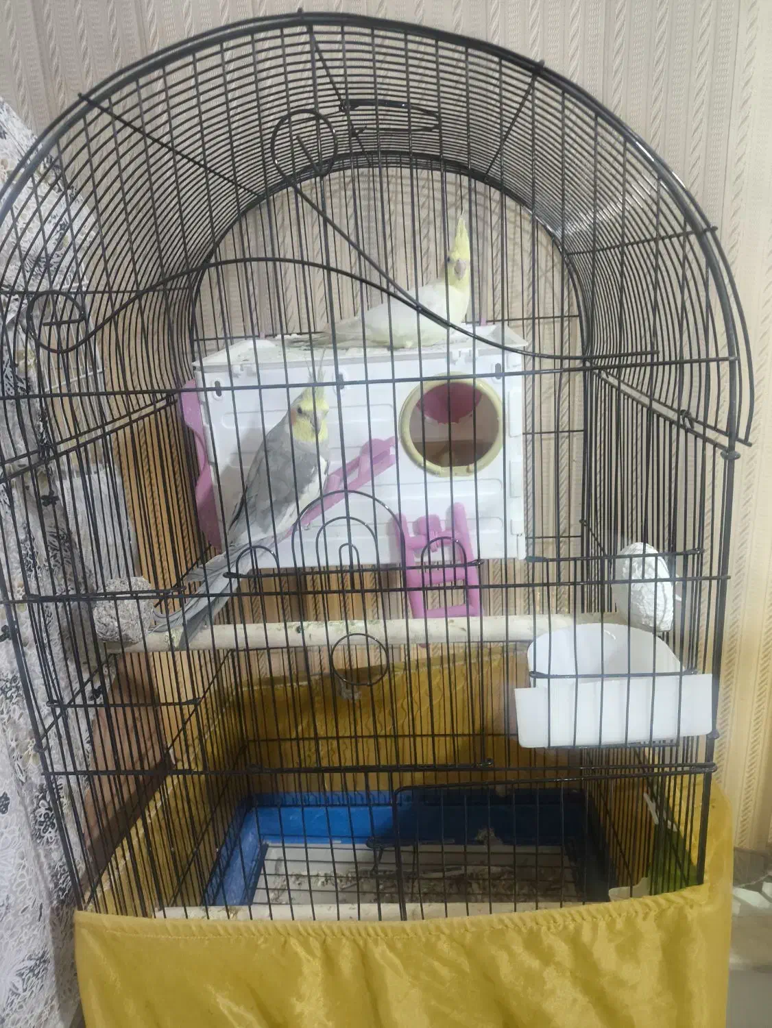 عروس هلندی|پرنده|شیراز, شهرک گلستان|دیوار