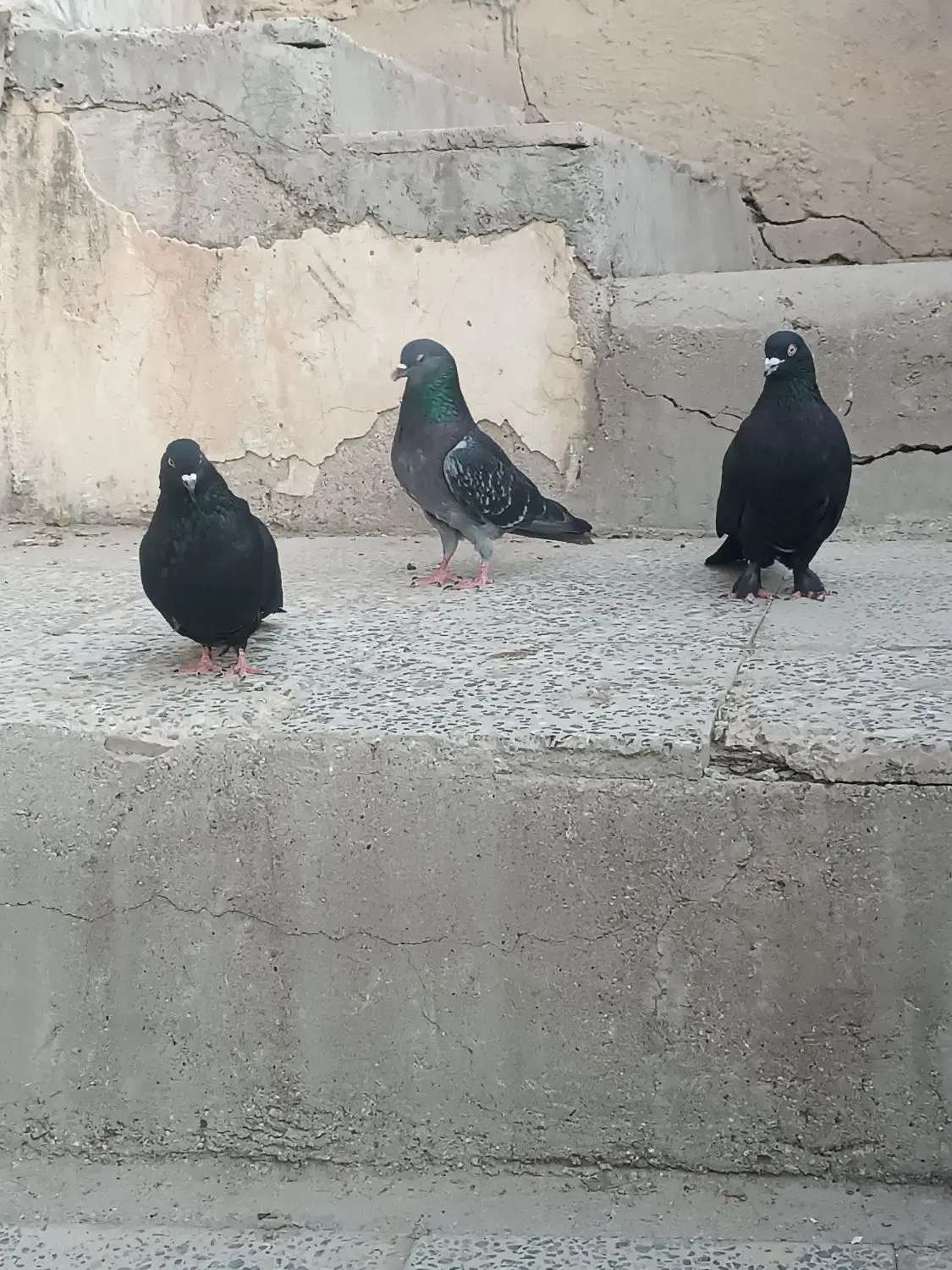 کبوتر|پرنده|فارسان, |دیوار