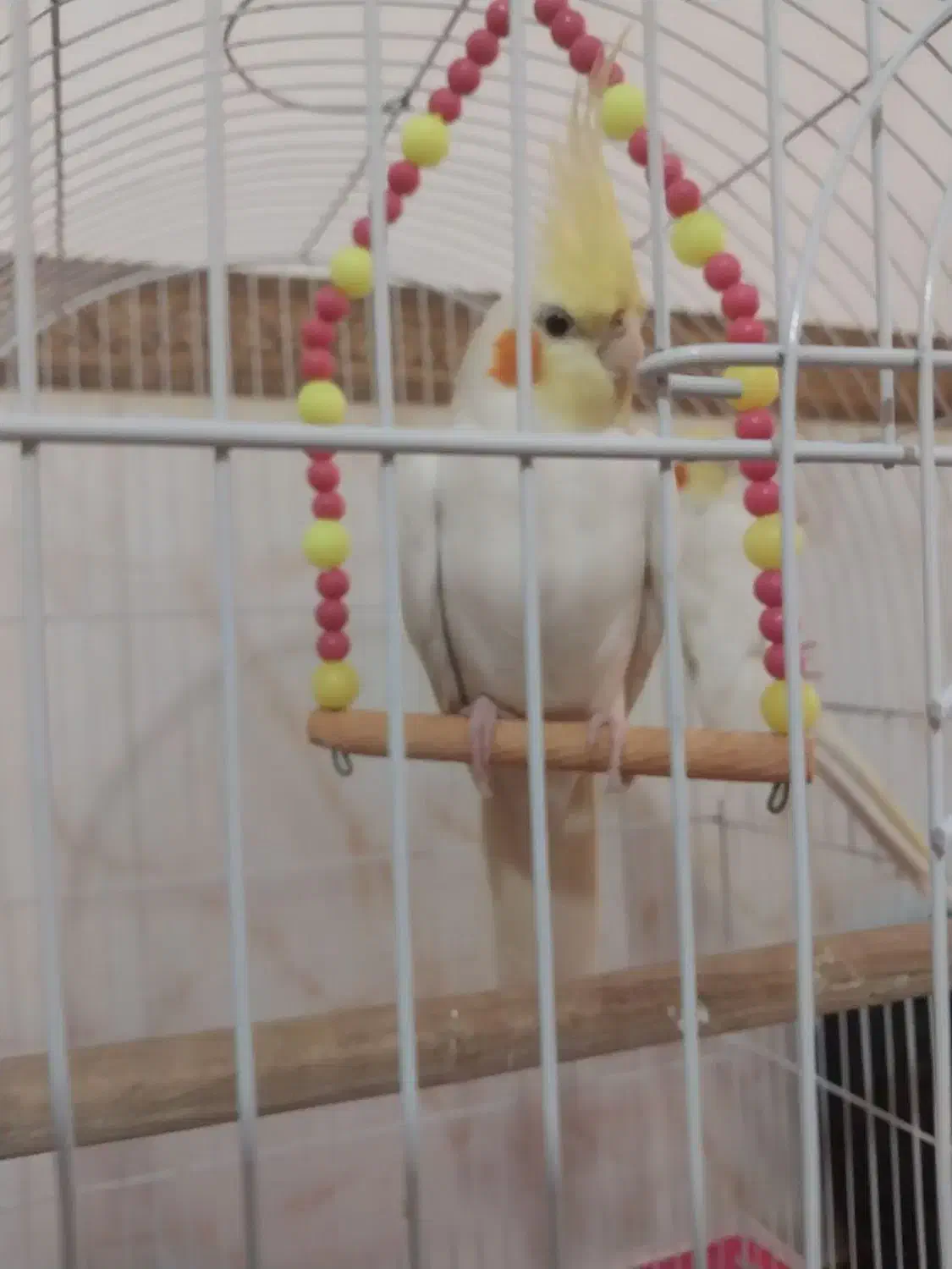 عروس هلندی نر|پرنده|شریفآباد, |دیوار