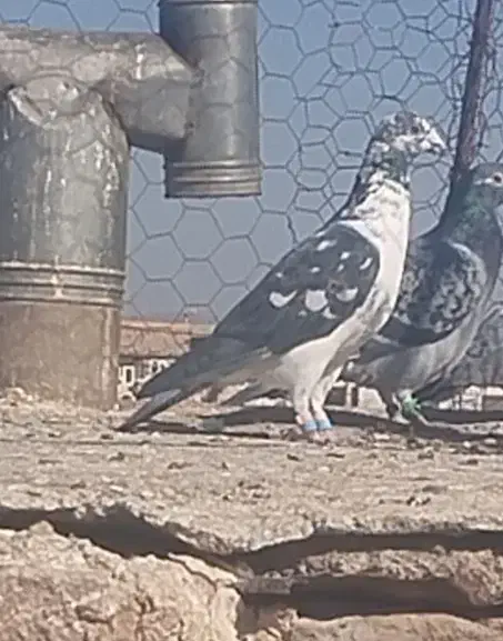 نر جنگلی بی نظیر ب ضمانت تیر شوبازی|پرنده|نیمبلوک, |دیوار