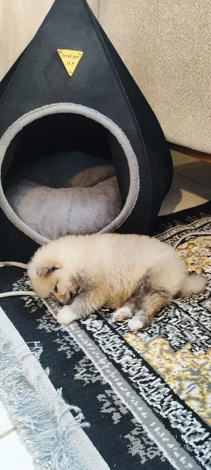 واگذاری پامرین خرسی|سگ|مشهد, یاس|دیوار