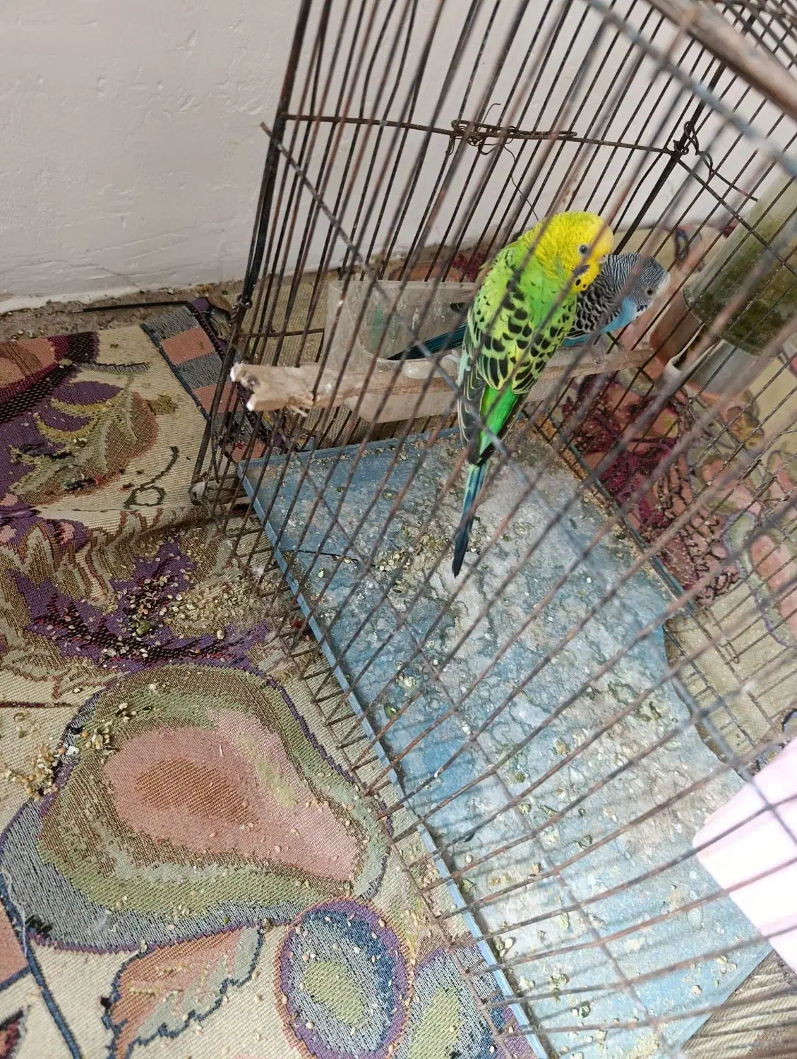 مرغ عشق سالم|پرنده|نگین شهر, |دیوار