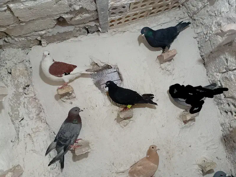 کبوتر صید|پرنده|مشهد, نیزه|دیوار