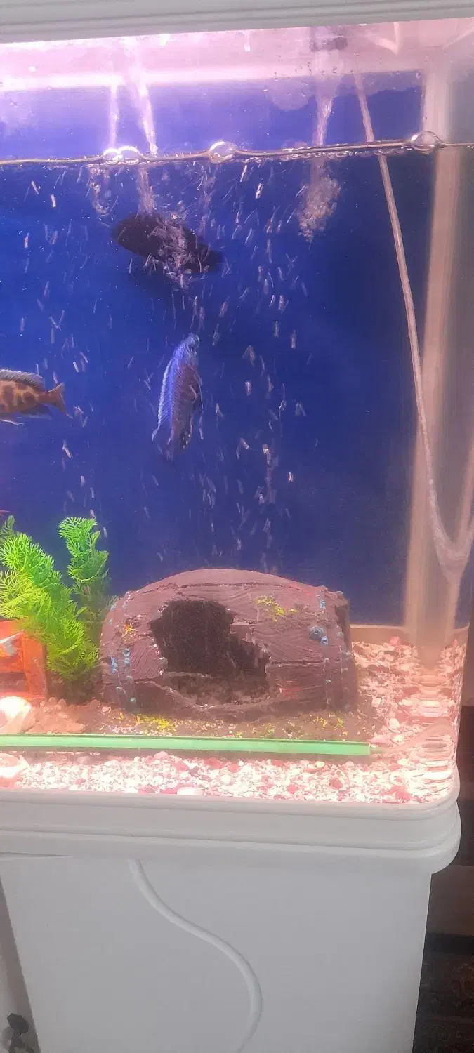 ماهی|ماهی|زاهدان, |دیوار