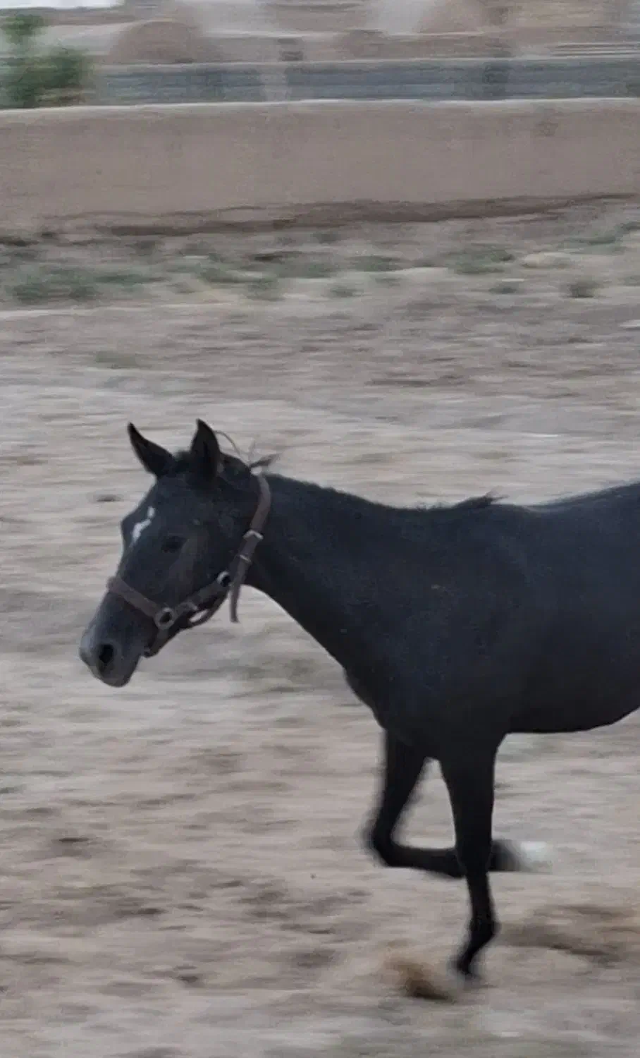 کره اسب|اسب و تجهیزات اسب‌سواری|یزد, |دیوار