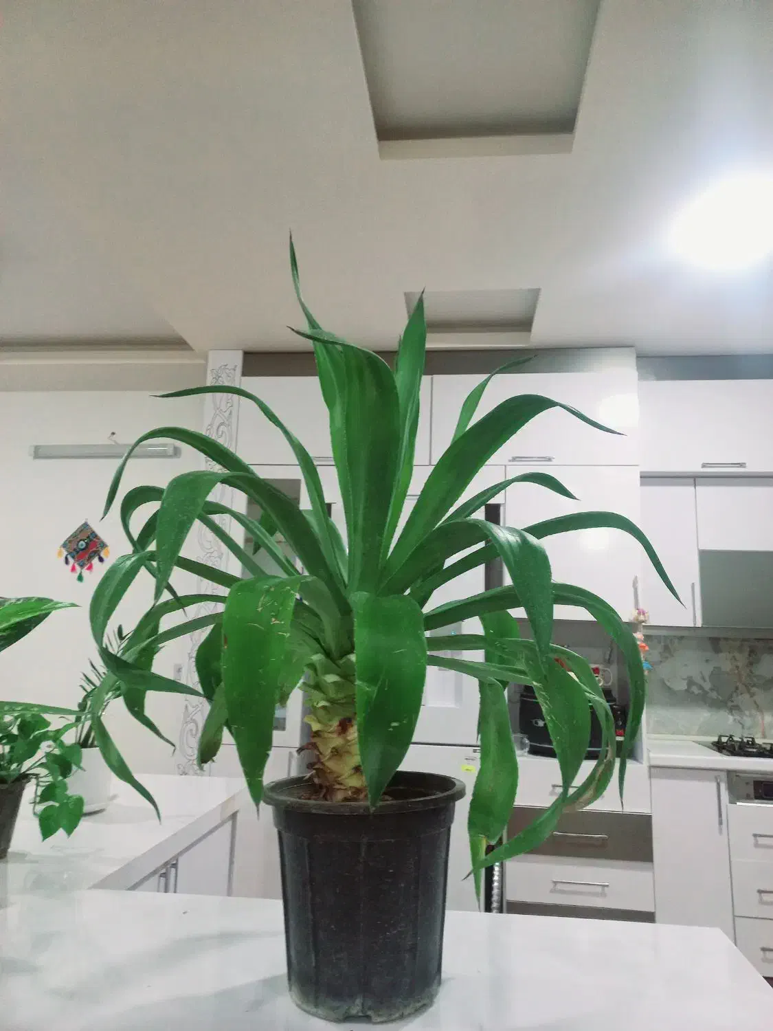 گل آپارتمانی|گل و گیاه طبیعی|درمیان, |دیوار