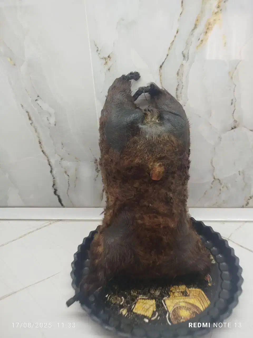 هیزه سالم و تمیز|لوازم جانبی حیوانات|کوهدشت, |دیوار