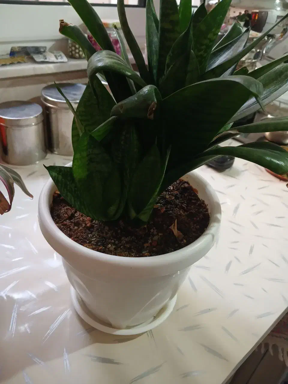 گل طبیعی|گل و گیاه طبیعی|کرمانشاه, |دیوار