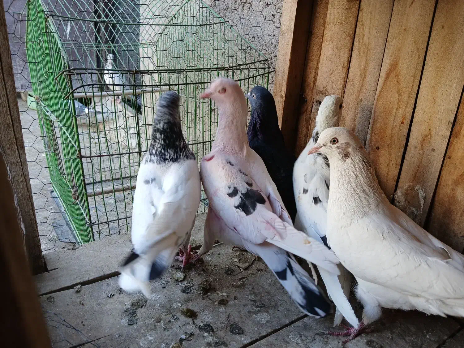 کفتر|پرنده|قم, شهید صیاد شیرازی|دیوار