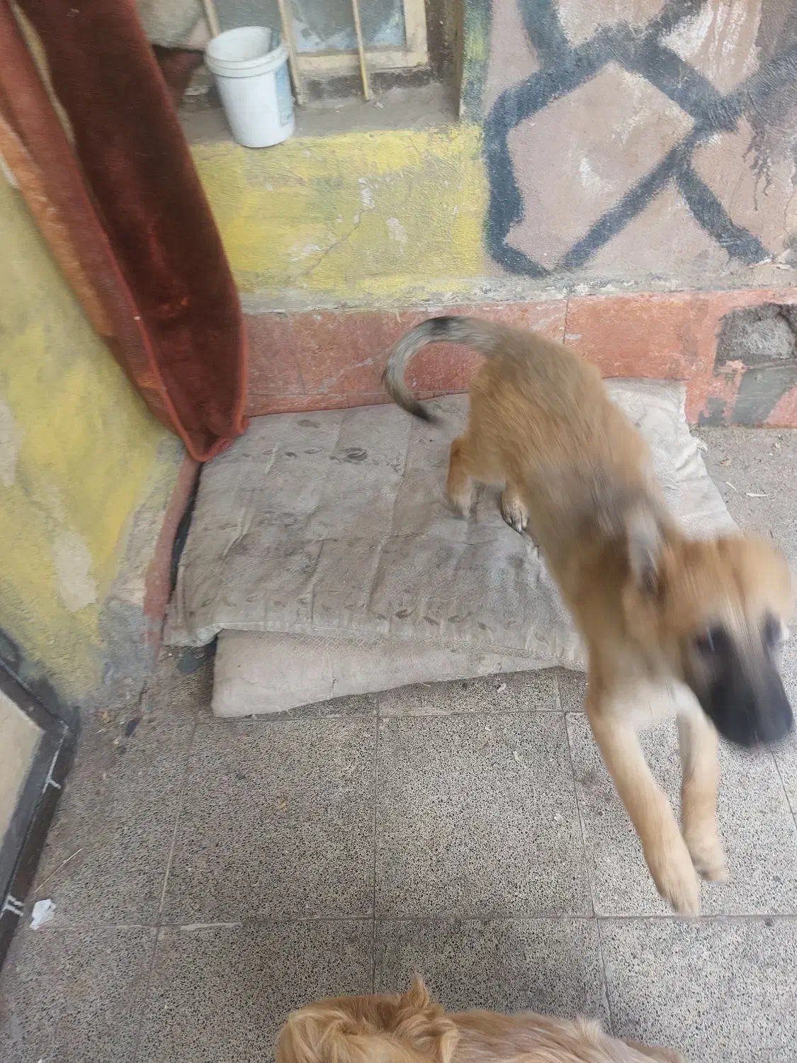 توله سگ ژرمن شپرد نر|سگ|مشهد, خلق آباد سفلی|دیوار