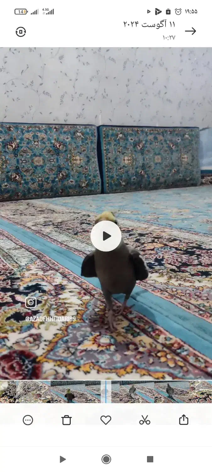 فرش ۹متری زاگرس اصل|فرش|کرمانشاه, |دیوار