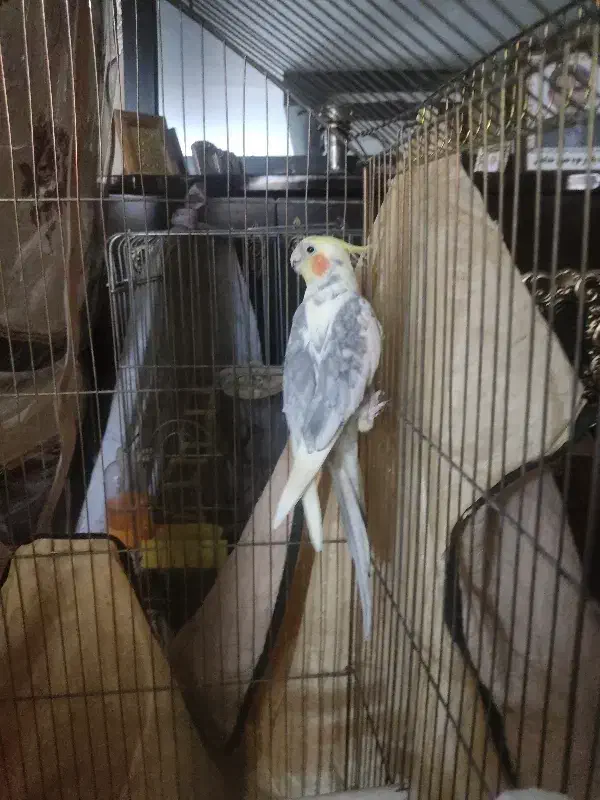 عروس هلندی|پرنده|فردیس, سپید دشت|دیوار