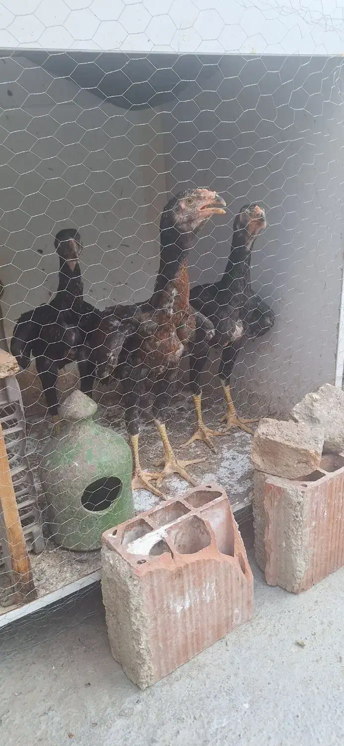 جوجه لاری دوتا خروس یه مرغ|حیوانات مزرعه|مینودشت, |دیوار