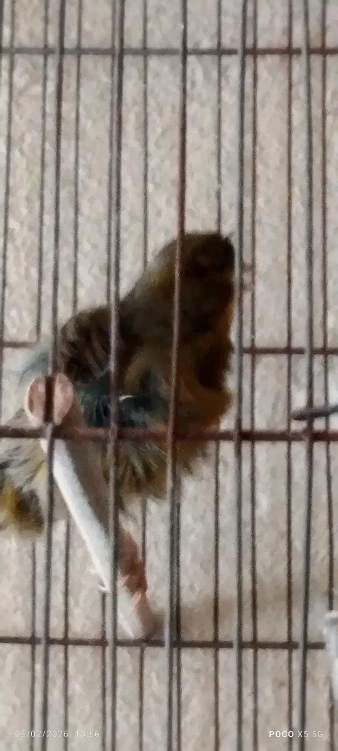 قناری|پرنده|یزد, |دیوار