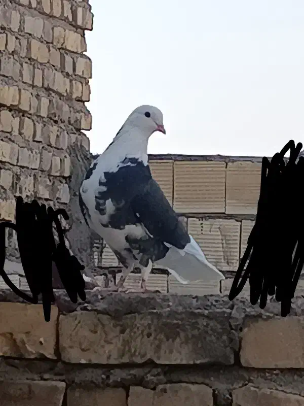 کفتر پرشی|پرنده|یزد, |دیوار
