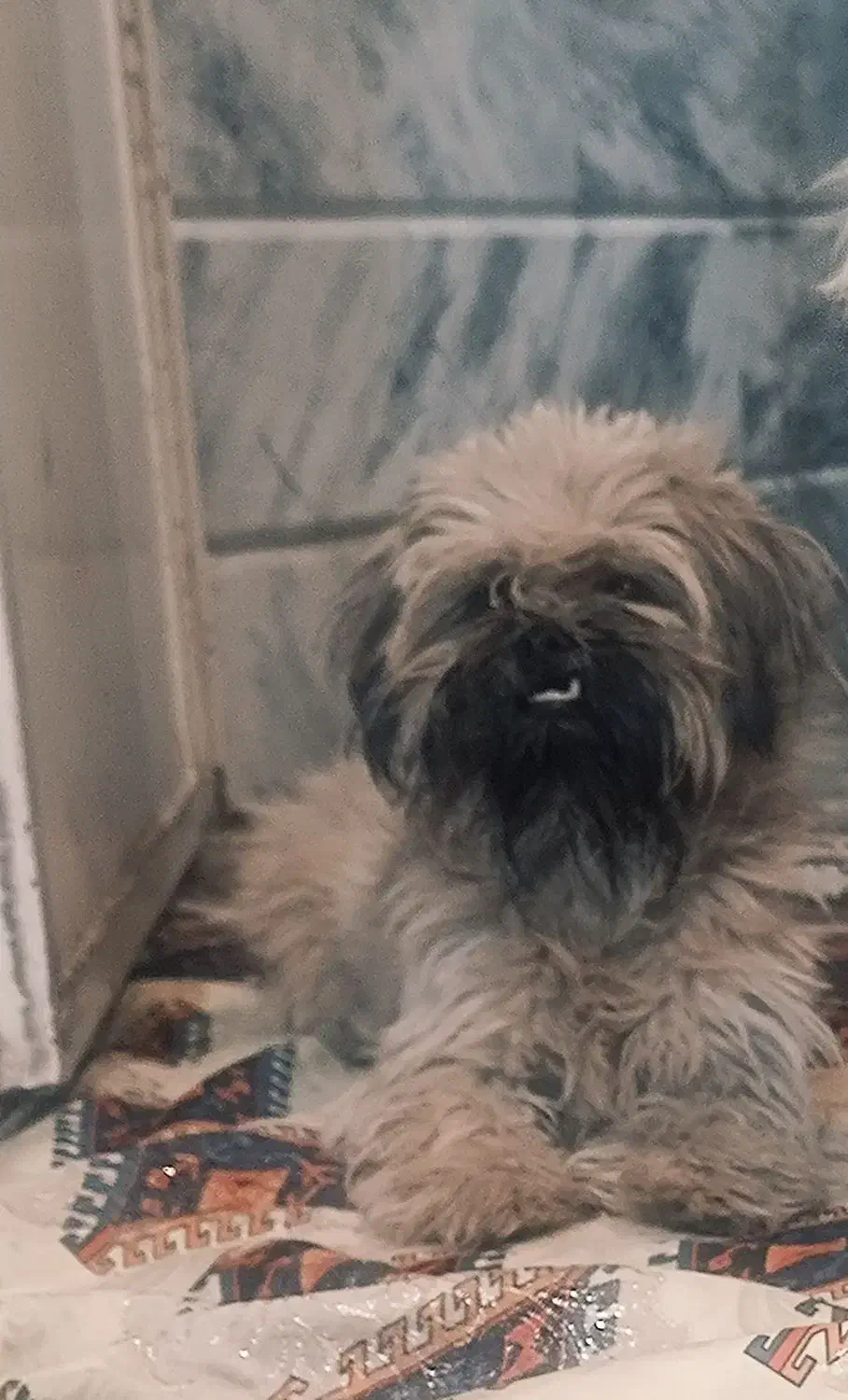 سگ شیتزو ماده|سگ|گلبهار, شهر جدید گلبهار|دیوار