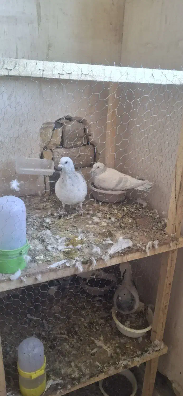 نروماده شامی|پرنده|تربت‌حیدریه, کلاته توکلی|دیوار