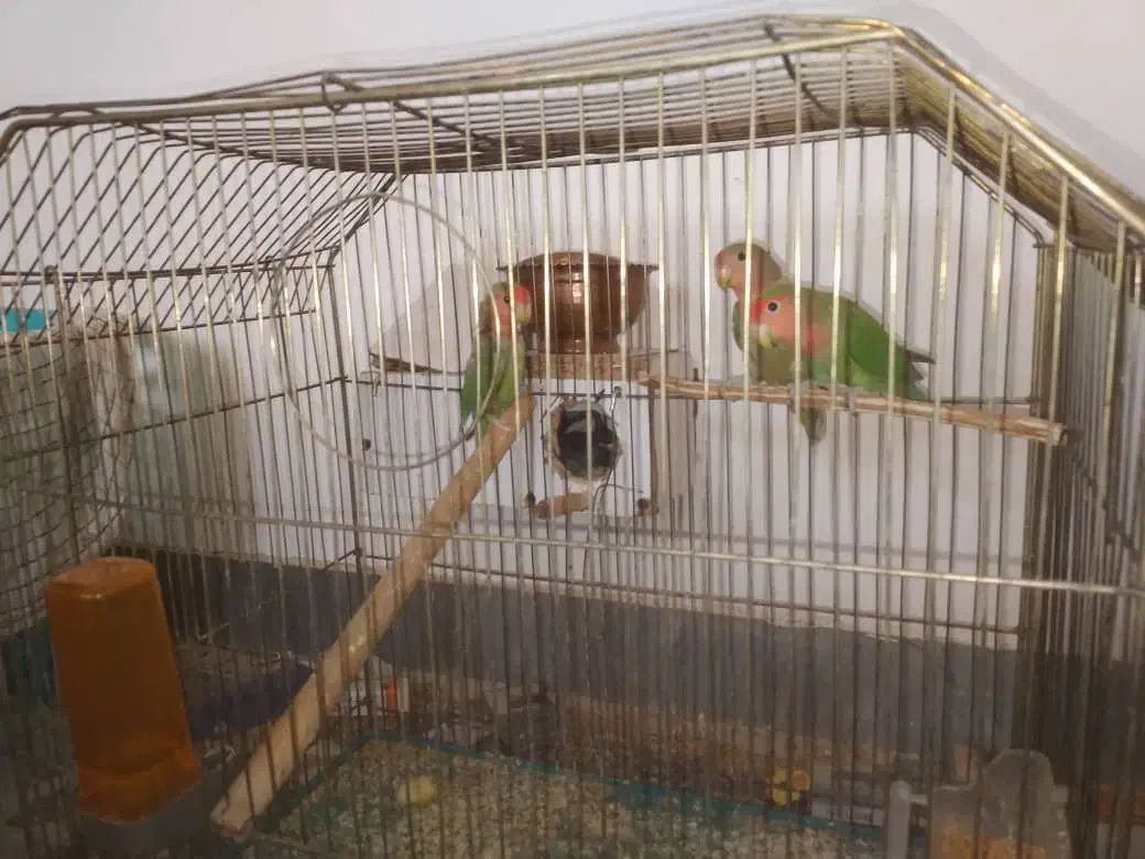 ۳ تا طوطی برزیلی مولد|پرنده|قیدار, |دیوار