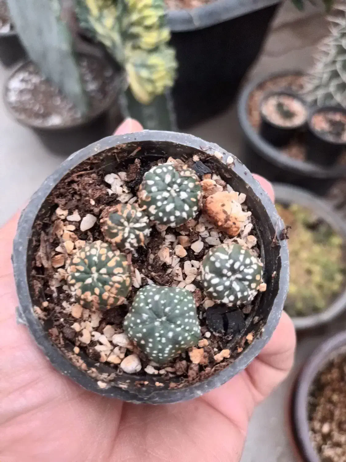 کاکتو س|گل و گیاه طبیعی|شاهینشهر, طالقانی|دیوار