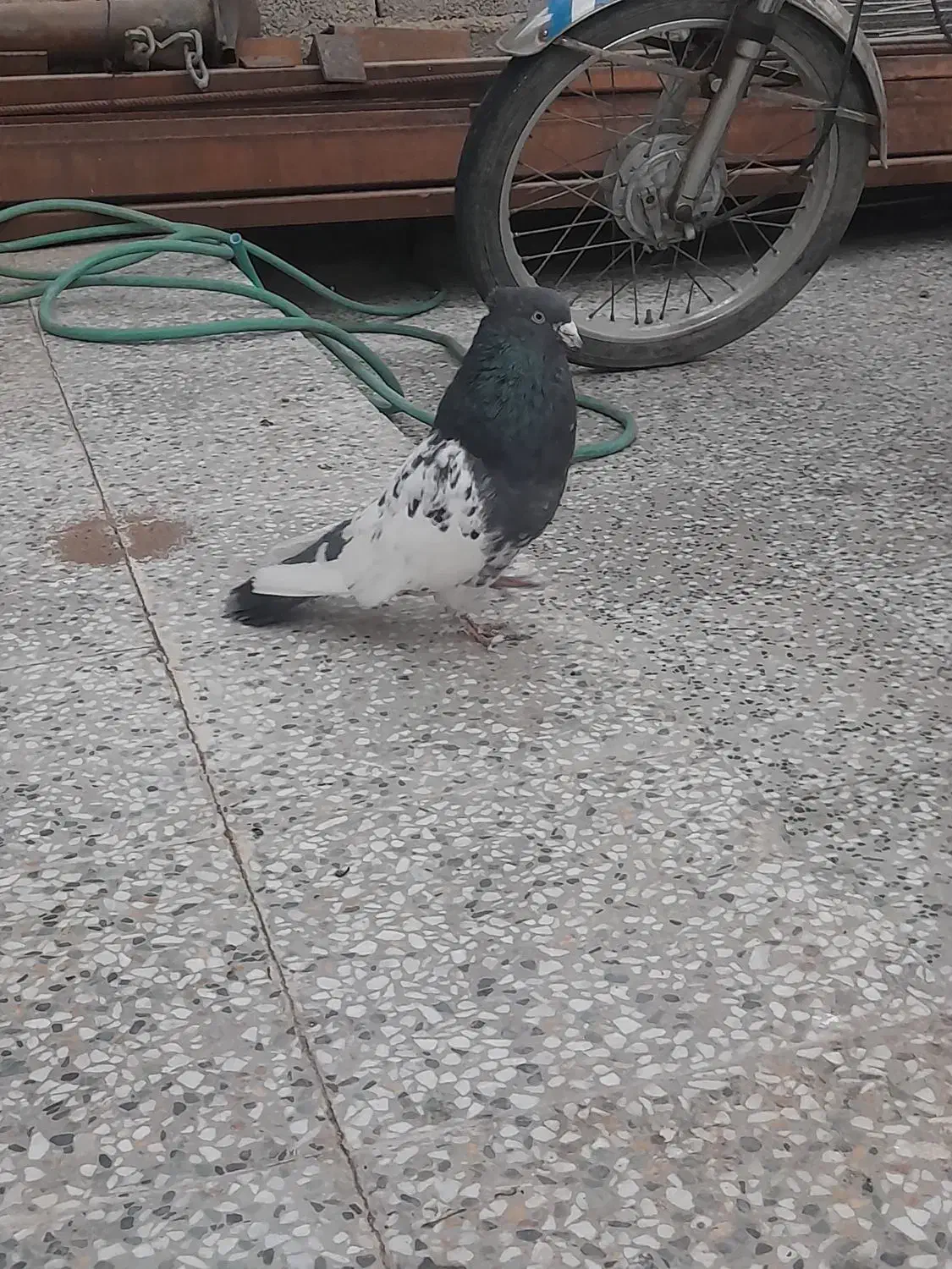 کفترسر دم سبز|پرنده|زرند, |دیوار