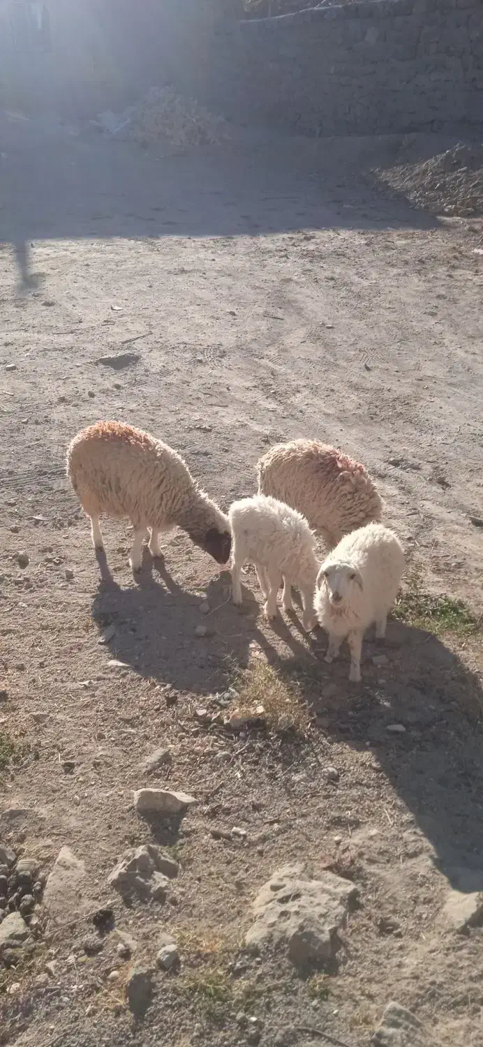 ۳ بره ماده ۱ بره نر|حیوانات مزرعه|قائن, |دیوار