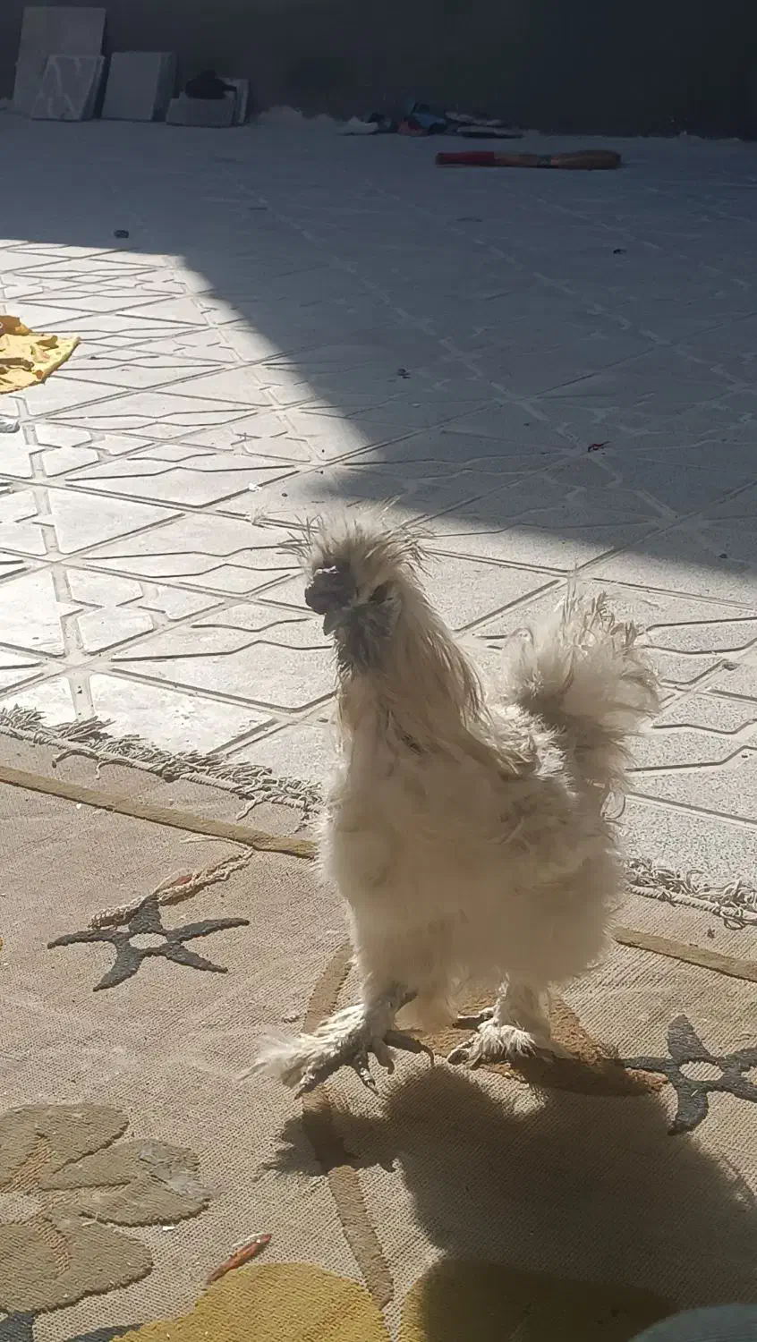 خروس پا پری|حیوانات مزرعه|مشهد, شهید آوینی|دیوار