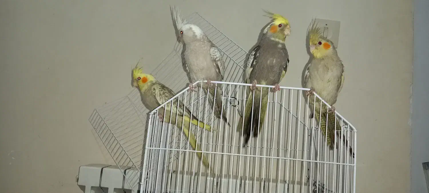 عروس هلندی|پرنده|کرمان, |دیوار