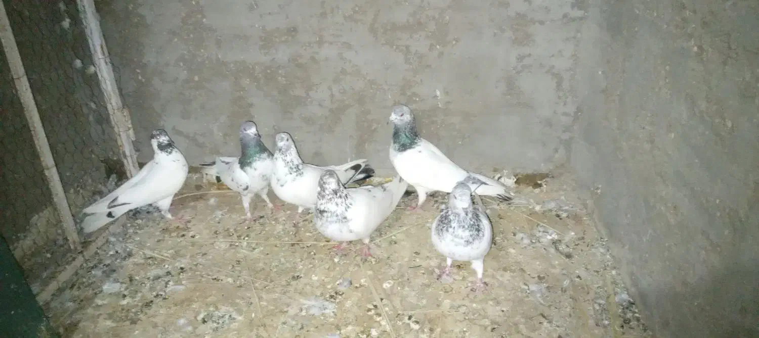 پرنده بالاگیر|پرنده|سوسنگرد, |دیوار