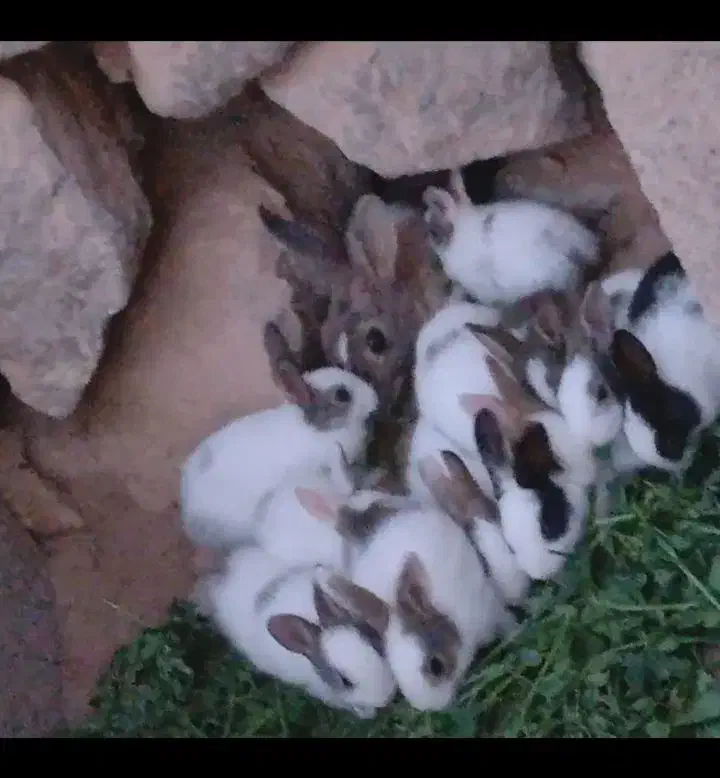 خرگوش|موش و خرگوش|جوین, |دیوار