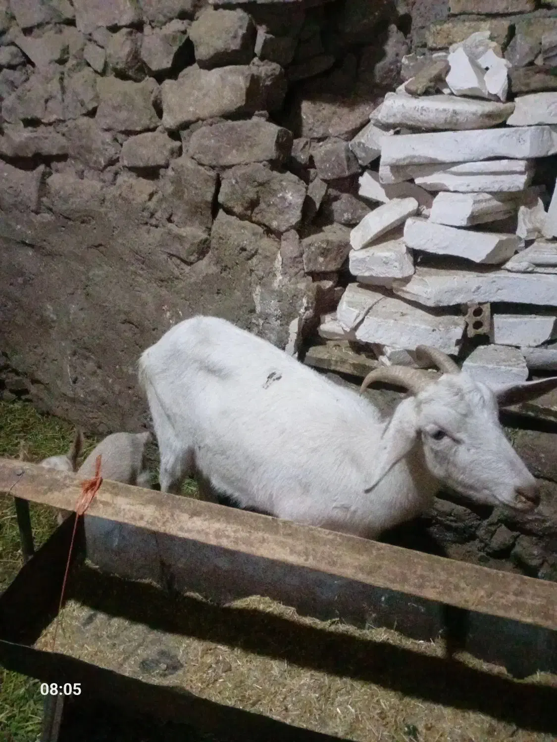 بز و بزغاله سانن|حیوانات مزرعه|چناران, |دیوار