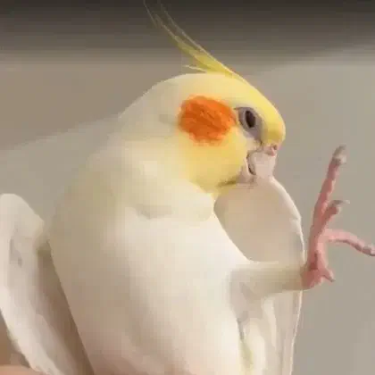 با ارزش ترین عروس هلندی|پرنده|تهران, زعفرانیه|دیوار