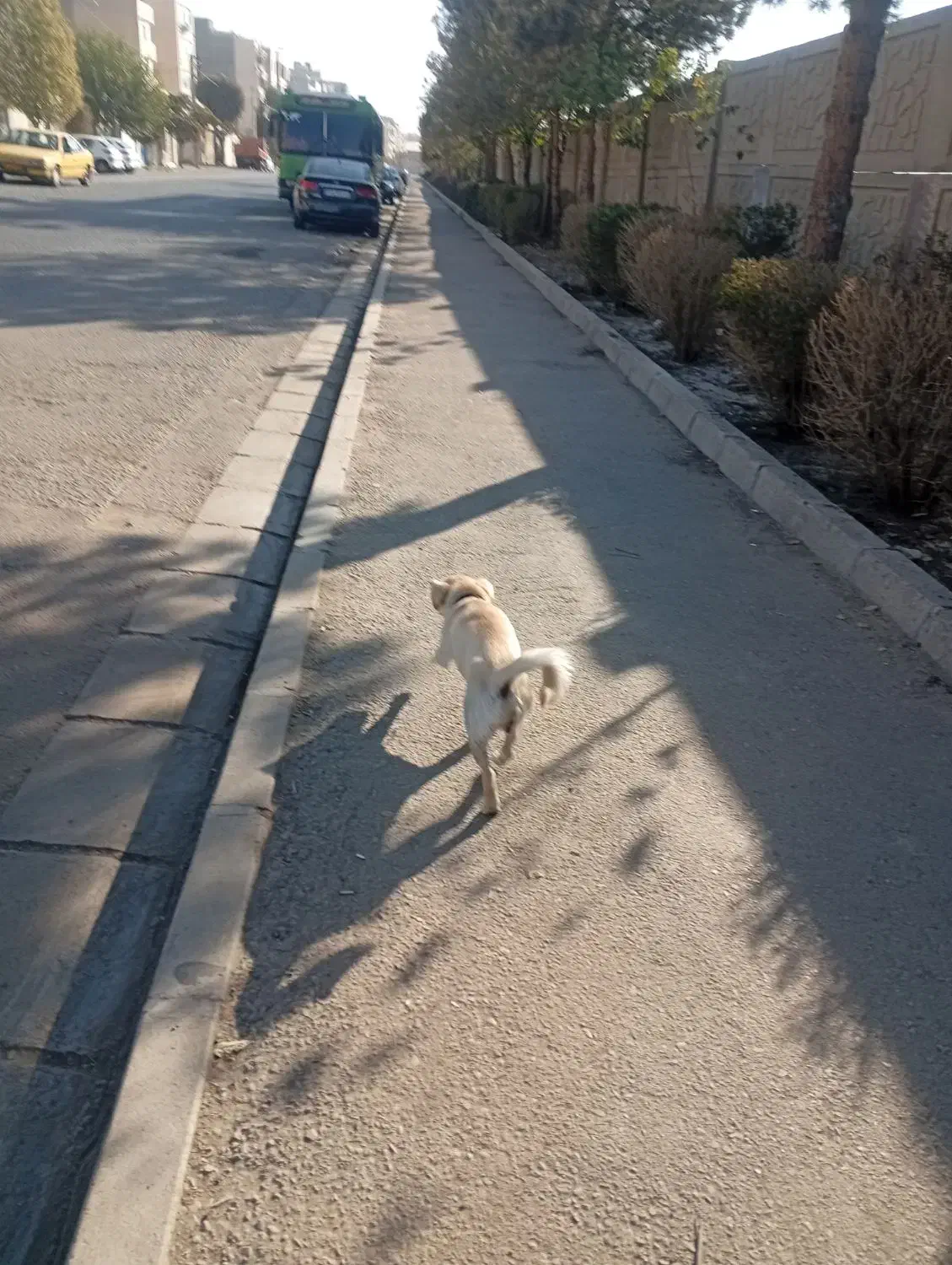 شیتزو واگذاری|سگ|کرج, دهقان ویلا|دیوار